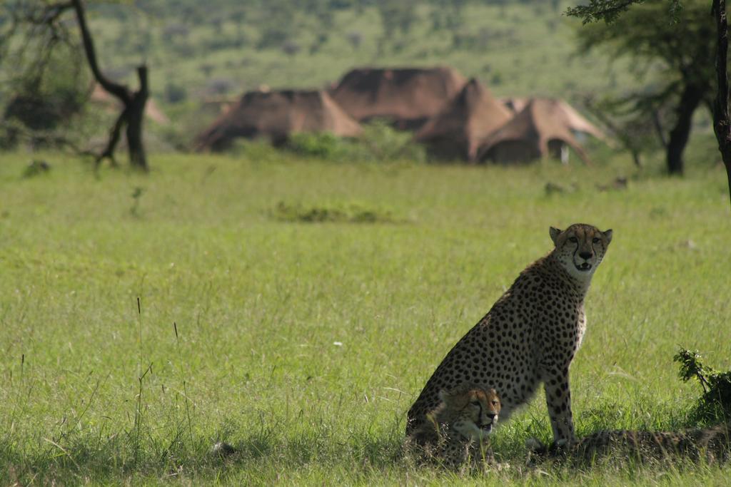 Villa Amani Mara Camp à Réserve nationale du Masai Mara Extérieur photo